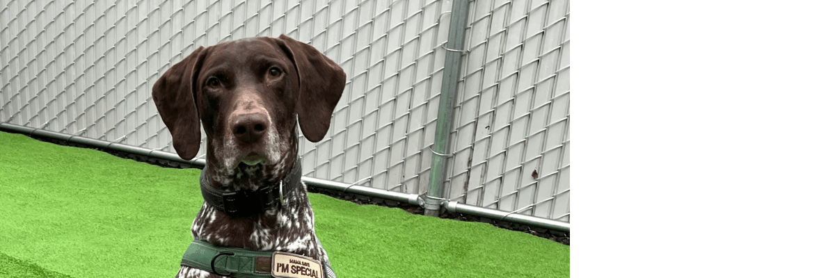 Dog Daycare